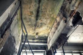  Greenwood, MO Mold Removal Services Pros